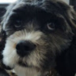 Meet your Posher, Angelo